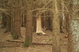 D7D00383 Debarked tree in wood.jpg
